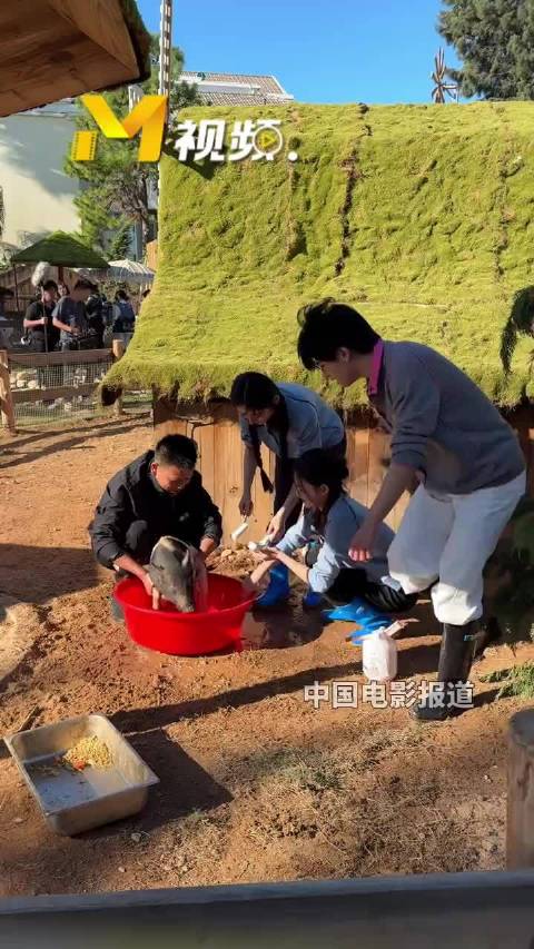 采风活动，嗷呜嘎嘎小队给小猪洗澡