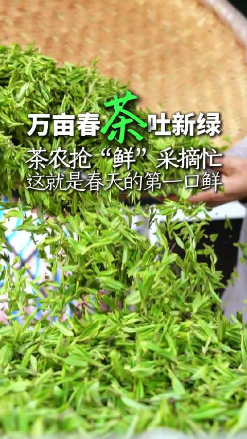 合肥明前茶抢鲜加工,传统工艺融合智能设备