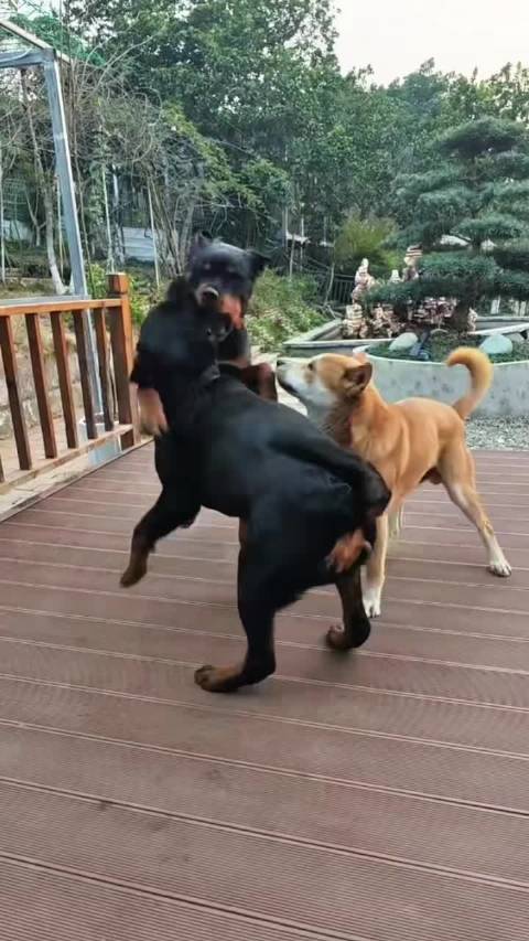 乔乔和大壮的儿子在成都新家，来自新家罗威纳的宠爱（一定要看到最后哦！）