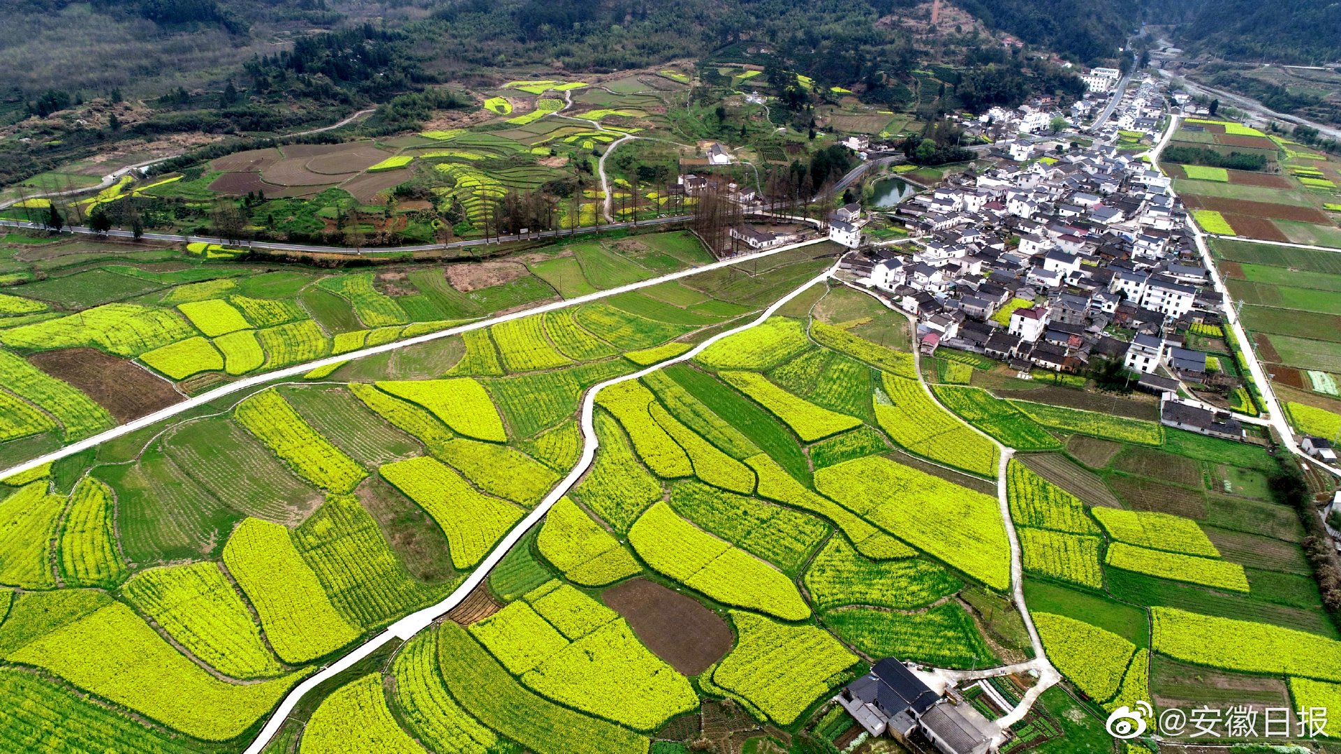 黄山焦村镇:油菜花开 遍地流金