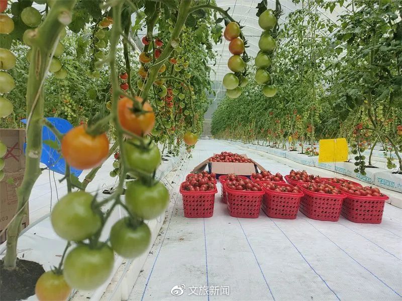 农文旅融合走出乡村振兴“普洱样板”开云APP 开云官网入口(图11)