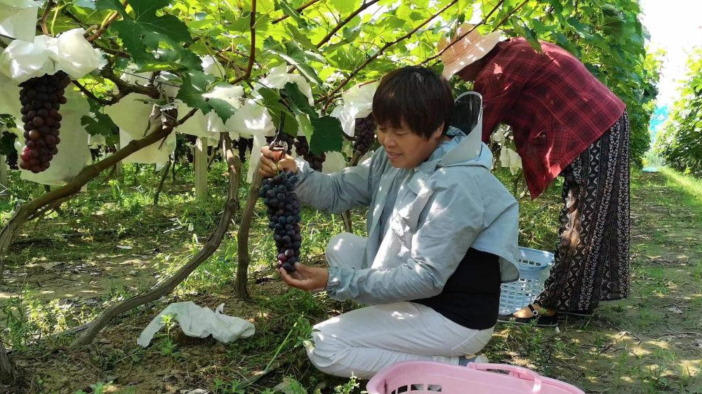 河南虞城：又是一年葡萄熟