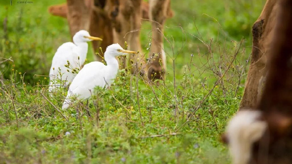 威宁滨海大道旁有片湿地，牛鹭和谐共处的画面甜蜜温馨且趣味横生