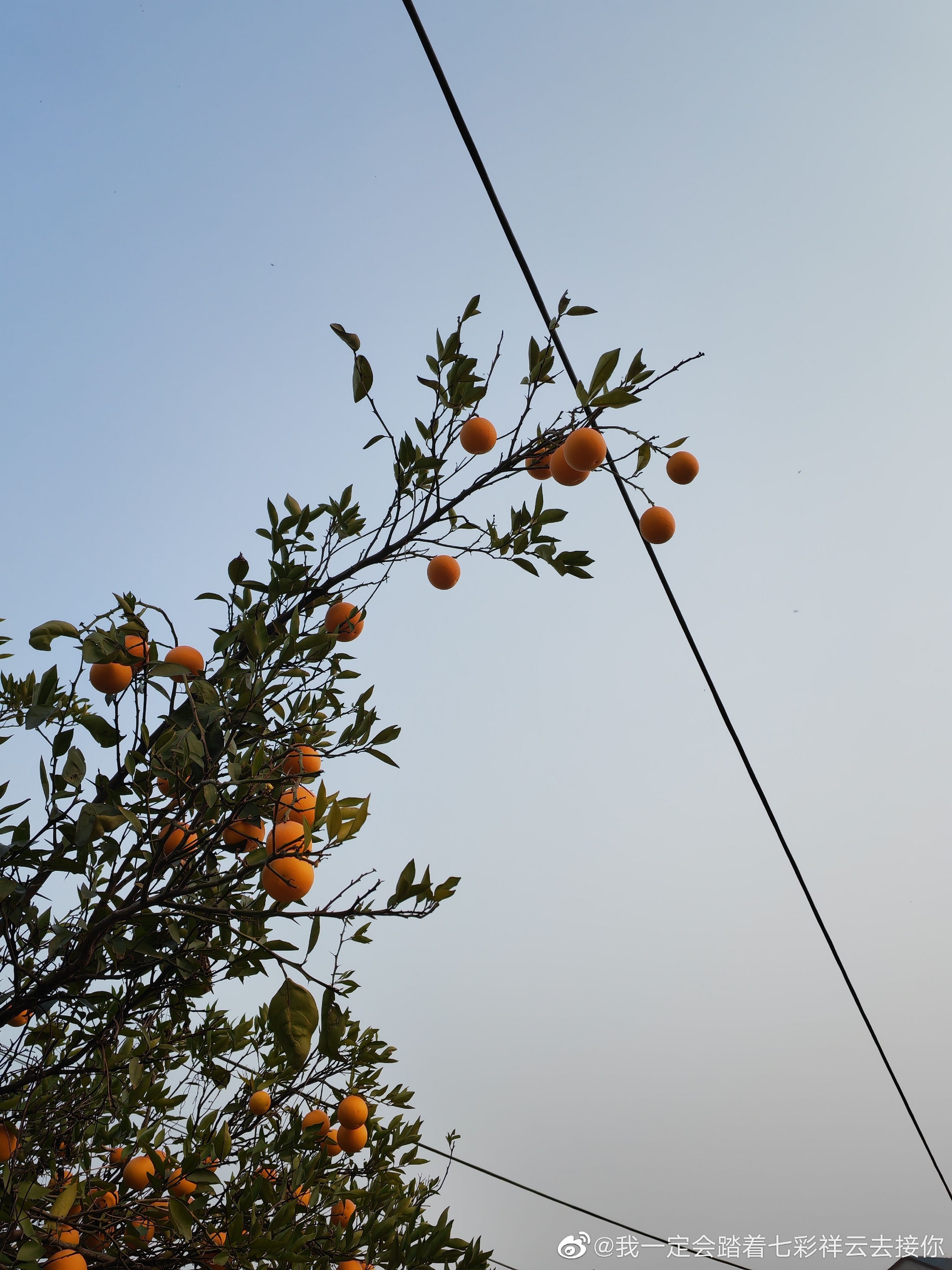 家乡的橘树