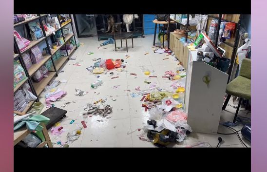 流浪猫带回家会用猫砂吗（小伙去宠物店买猫砂，发现店里面像被打劫了一样：这寄养费真不贵）