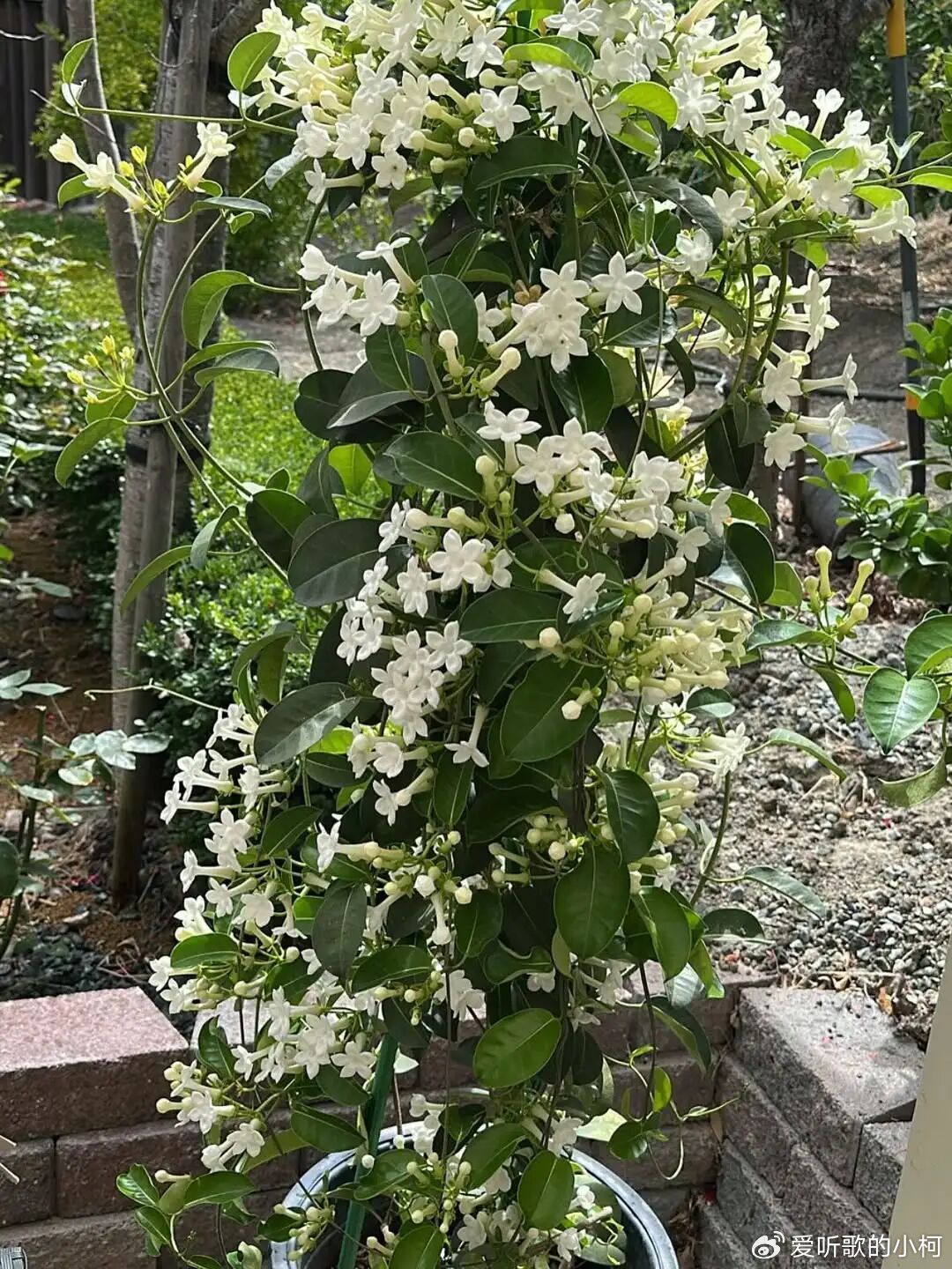 叫它多花耳药藤你会养么，那马达加斯加茉莉呢？