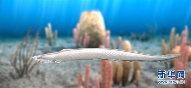 5.3亿年前的海洋生命长啥样?到澄江化石地世界自然遗产博物馆一探究竟澄江化石云南