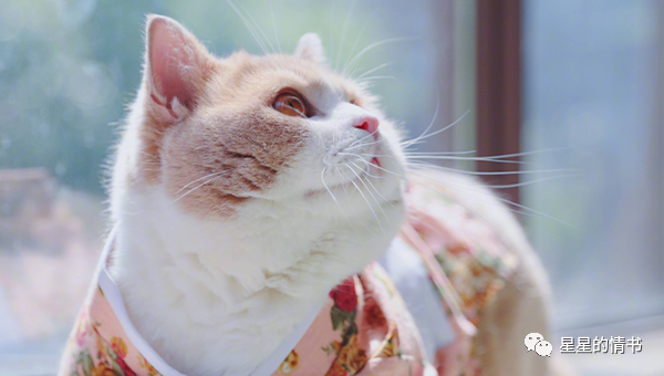 2021年，兜兜转转，绝处逢生，三大生肖爱情幸福，事业顺遂