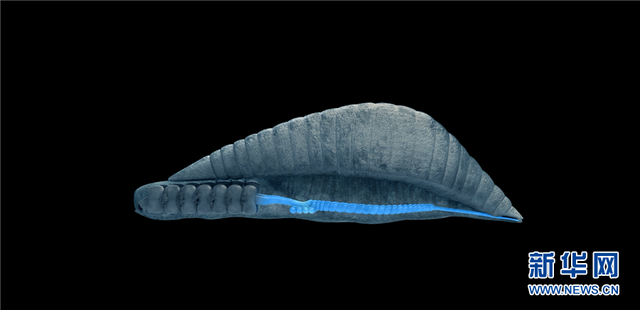 5.3亿年前的海洋生命长啥样?到澄江化石地世界自然遗产博物馆一探究竟澄江化石云南