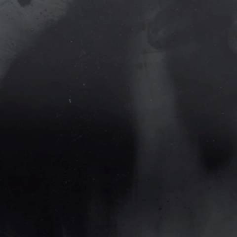 肖战的狗崽崽