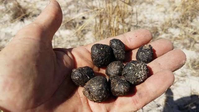 1500只卖400美元！为什么<a href=