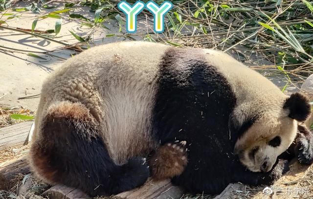 熊猫丫丫回来了：那吃竹子的熊猫，是怎样在自然界中生存下来的？