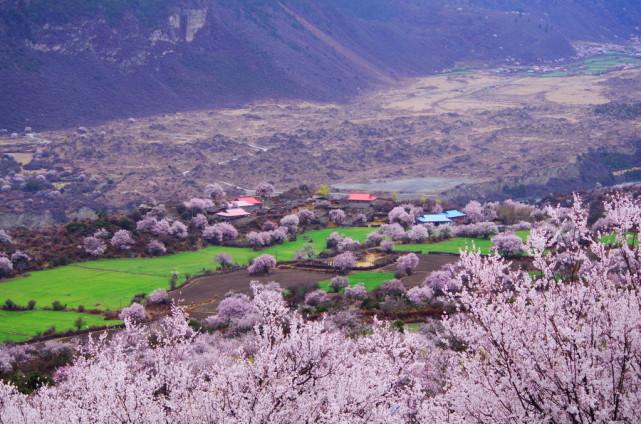 国内最美的春天，三月份的林芝堪称西藏最美的世外桃源