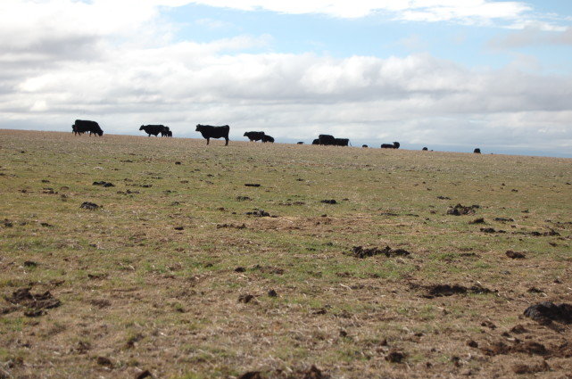 1500只卖400美元！为什么<a href=