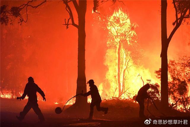 澳洲大火4个月后，大自然不可思议的万物复苏：枯树新芽，考拉回家