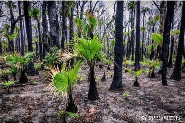 澳洲大火4个月后，大自然不可思议的万物复苏：枯树新芽，考拉回家