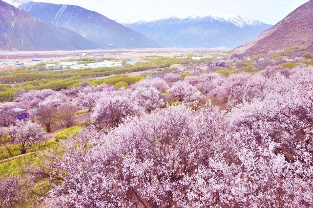 国内最美的春天，三月份的林芝堪称西藏最美的世外桃源