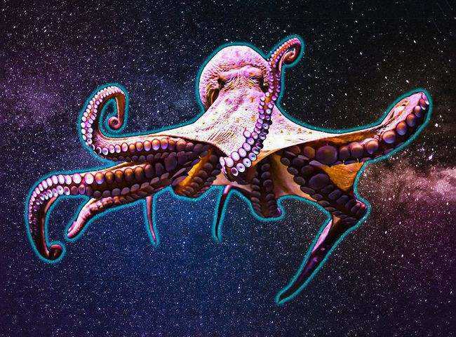章鱼真的是外星生物新研究称它是天外来客5亿年前就来了