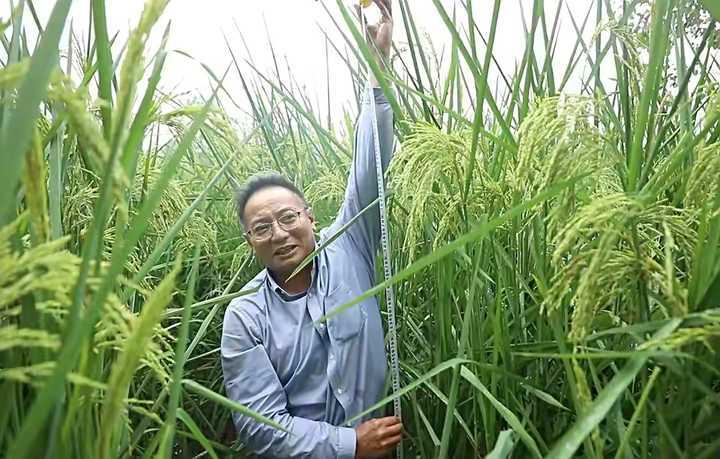 袁隆平稻下乘凉梦中的水稻出现了2米高水稻在重庆试种成功