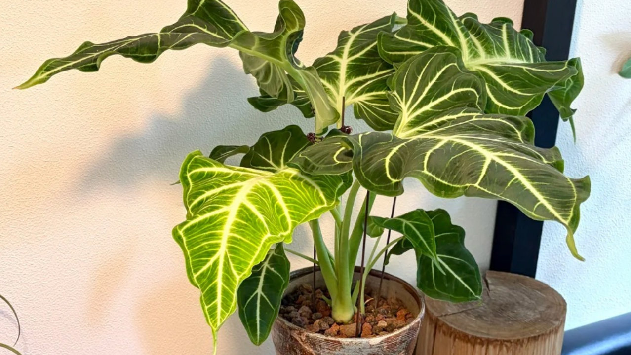 比绿天鹅还好养的纹身鹅海芋,波浪边+鱼骨脉,质感太好了 比绿天鹅还好养的纹身鹅海芋,波浪边+鱼骨脉,质感太好了