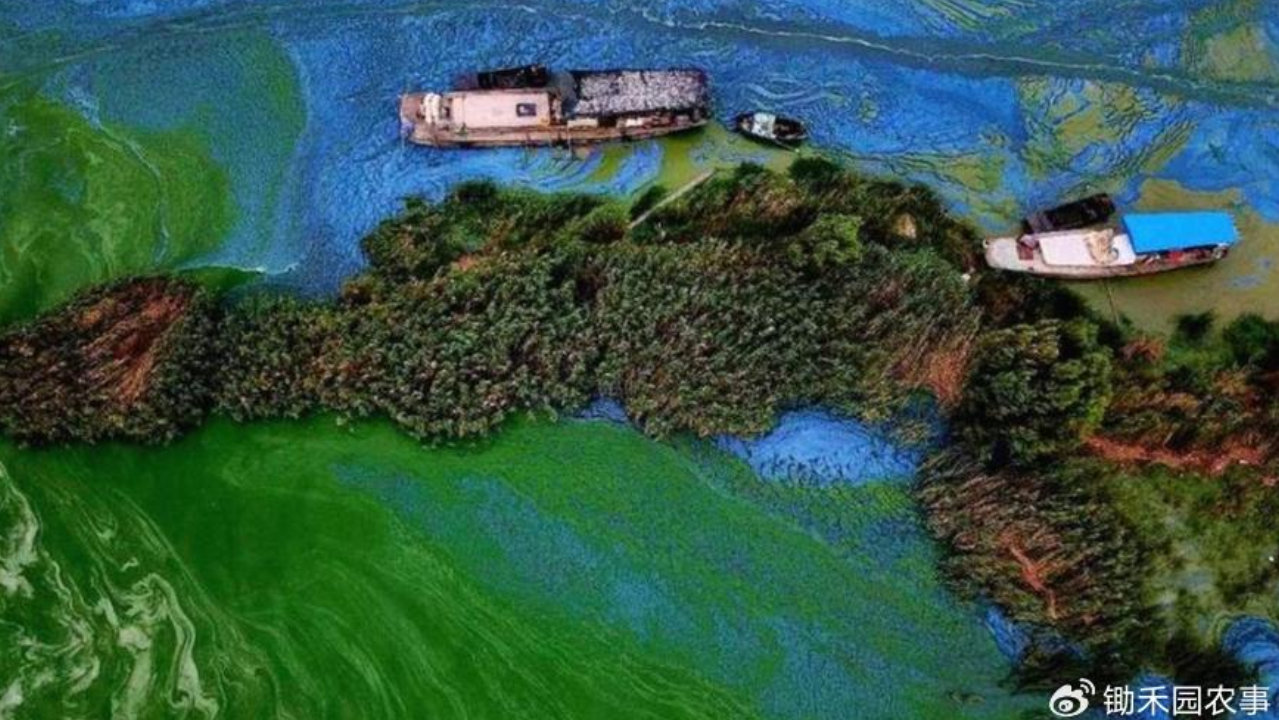 巢湖咋了？406万立方米淤泥挖走，为啥要清淤？鱼虾会遭殃吗？