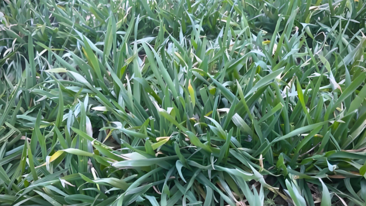 10月中旬28度高温!小麦能不能播种?暗藏3大减产风险,啥时播种好? 10月中旬28度高温!小麦能不能播种?暗藏3大减产风险,啥时播种好?