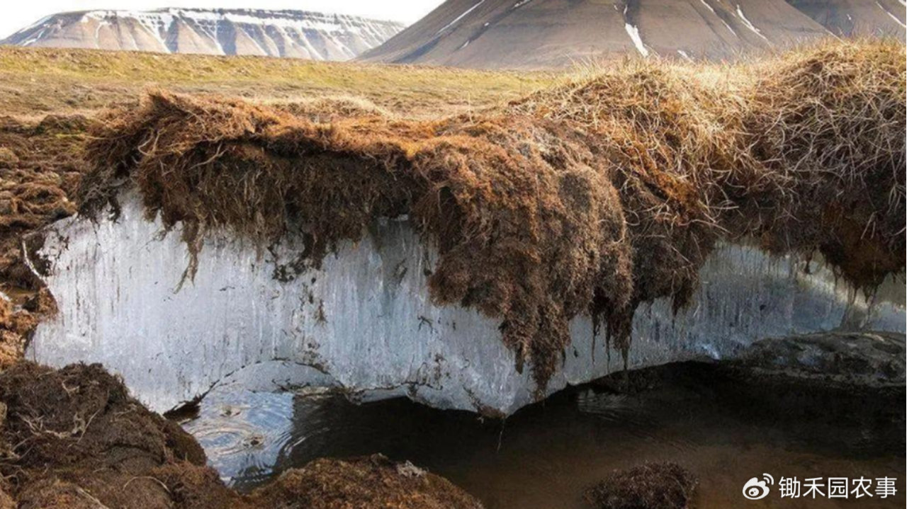 远古微生物正在复活？北极加速融化：甚至产生了肉眼可见的生物膜