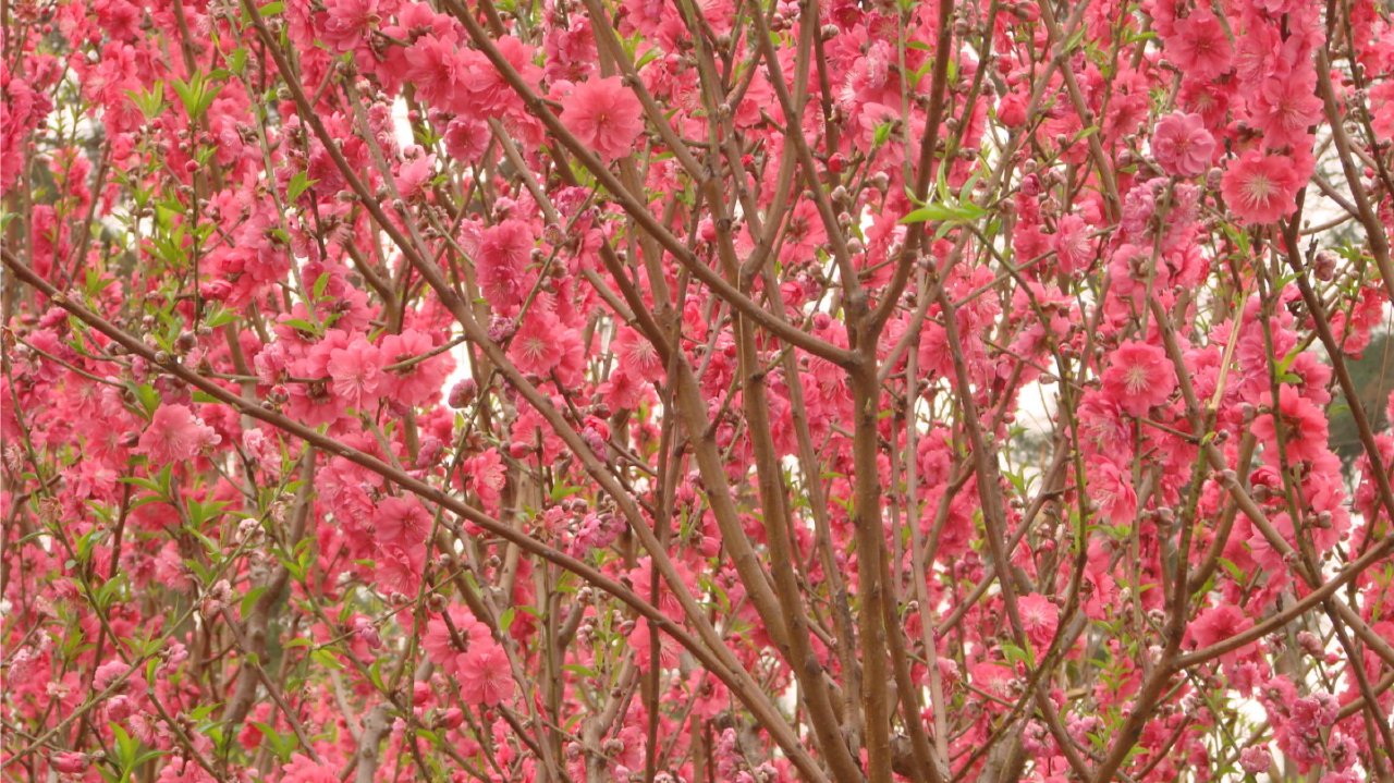 罕见！海港三大队长武磊+张琳芃+王燊超同框录视频 网友评再夺一冠