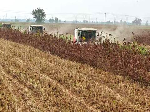 河北盐山：盐碱地高粱收获忙