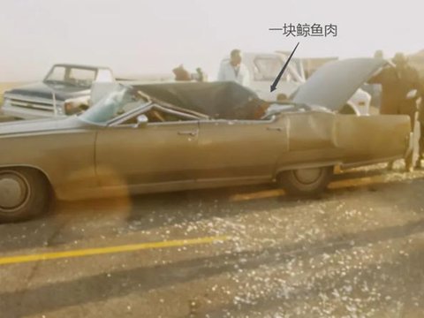 日本一海滩有鲸爆风险!鲸爆到底有多可怕? 日本一海滩有鲸爆风险!鲸爆到底有多可怕?