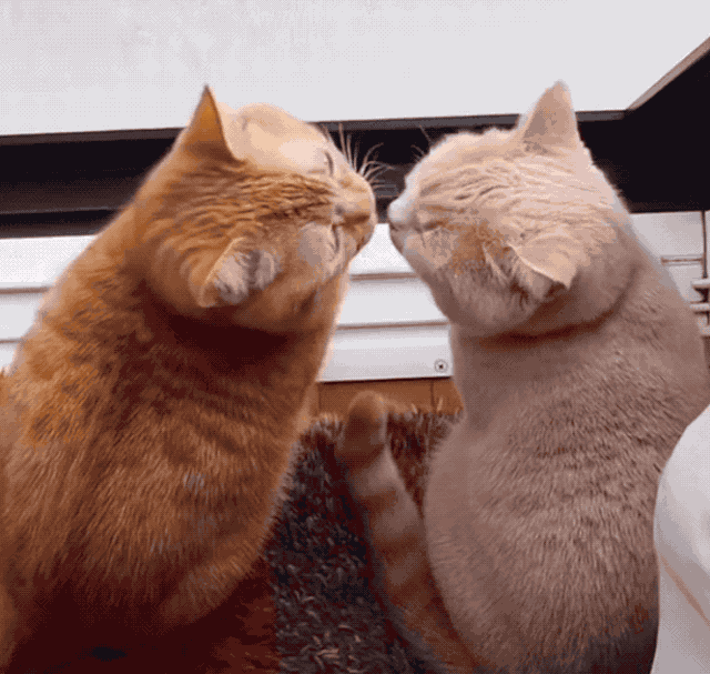 壁纸 动物 狗 狗狗 640_607 gif 动态图 动图