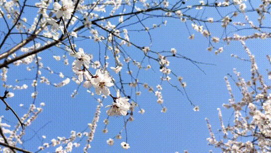 壁纸 花 桌面 544_308 gif 动态图 动图