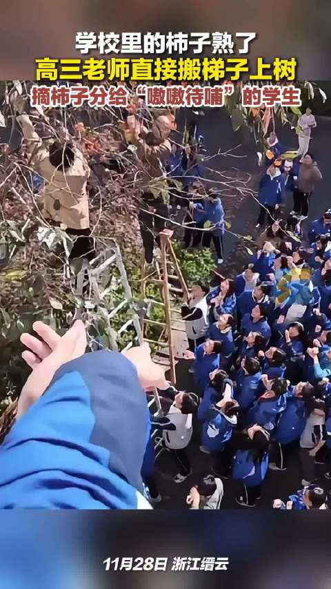 高三老师上树摘柿子