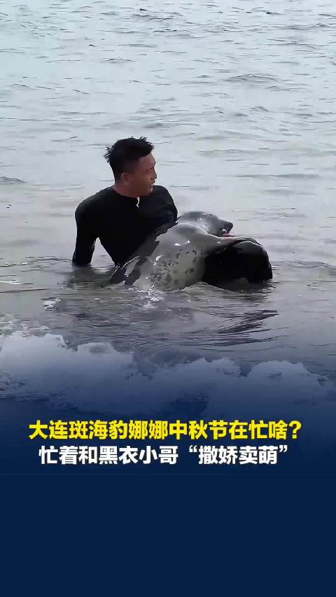 大连斑海豹娜娜中秋节在忙啥？忙着和黑衣小哥“撒娇卖萌”，化身“粘人精”走哪跟哪