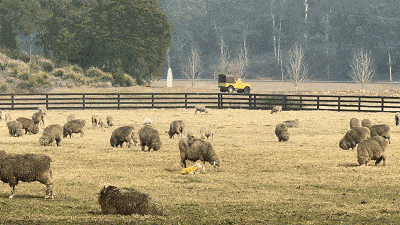 1500只卖400美元！为什么<a href=