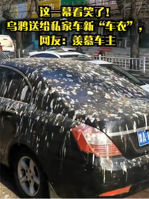 这一幕看笑了！乌鸦送给私家车新“车衣”，网友：羡慕车主 天津 乌鸦
