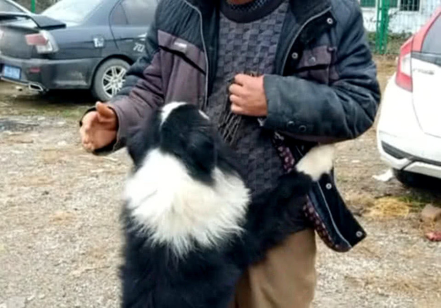 边牧狗粮排行榜_边牧训练方法|狗狗|狗粮|零食_网易订阅(2)