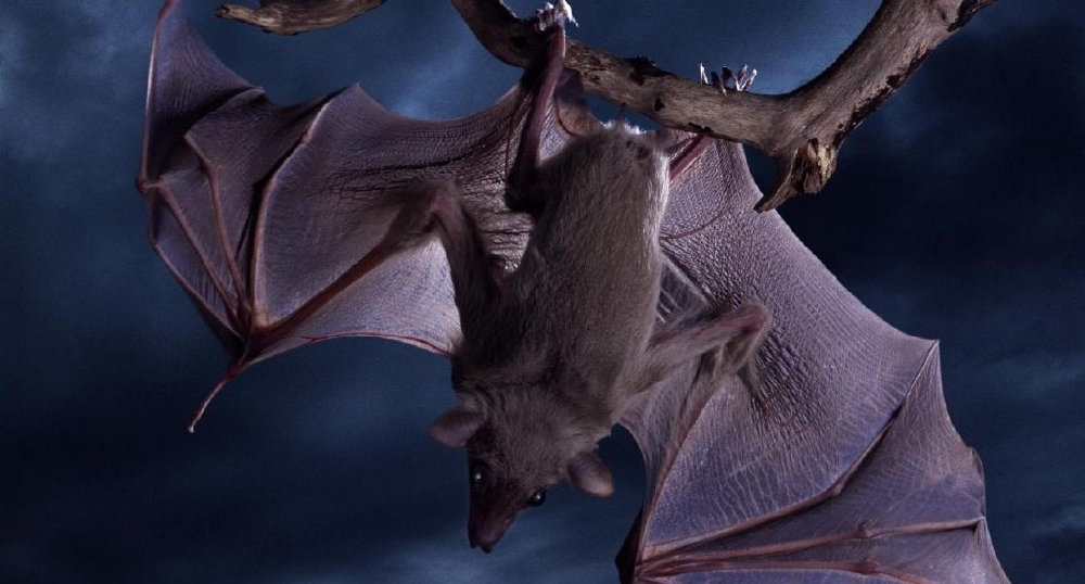 蝙蝠账号销毁之后还能再注册吗?