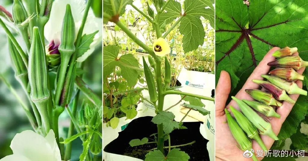 可养成盆栽的秋葵，种下2个月后就能不断采摘豆荚秋葵豆荚盆栽_新浪新闻