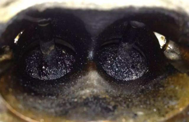 如何判断发动机是否需要清理积碳了？老司机教你一招