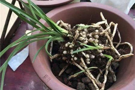 春天给兰花换盆,有"6忌",避开了,服盆快,芽多花多
