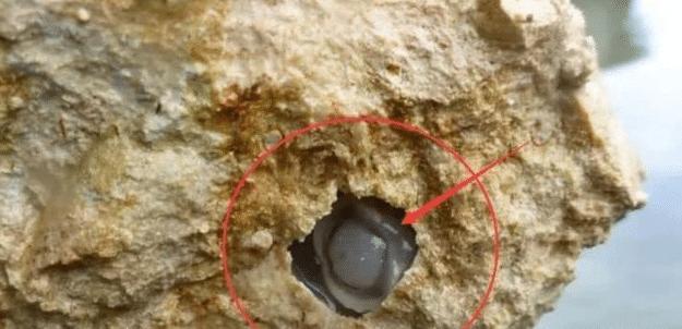 生物学家发现新物种，与恶心的船蛆有些类似，不同的是它吃石头