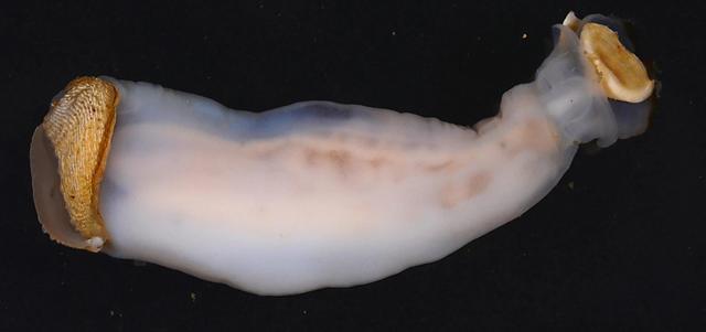 生物学家发现新物种，与恶心的船蛆有些类似，不同的是它吃石头