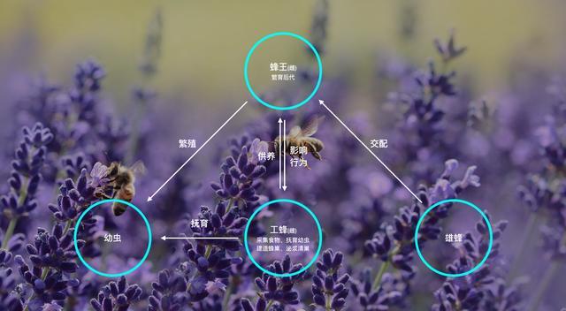 假蜂蜜泛滥,如何鉴别蜂蜜的真假?大多数人都不知道的冷知识