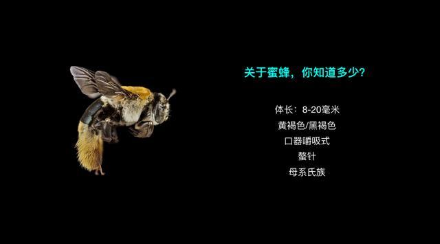 假蜂蜜泛滥,如何鉴别蜂蜜的真假?大多数人都不知道的冷知识