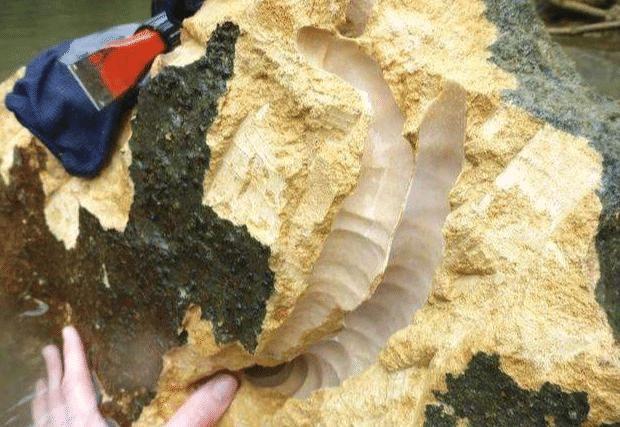 生物学家发现新物种，与恶心的船蛆有些类似，不同的是它吃石头