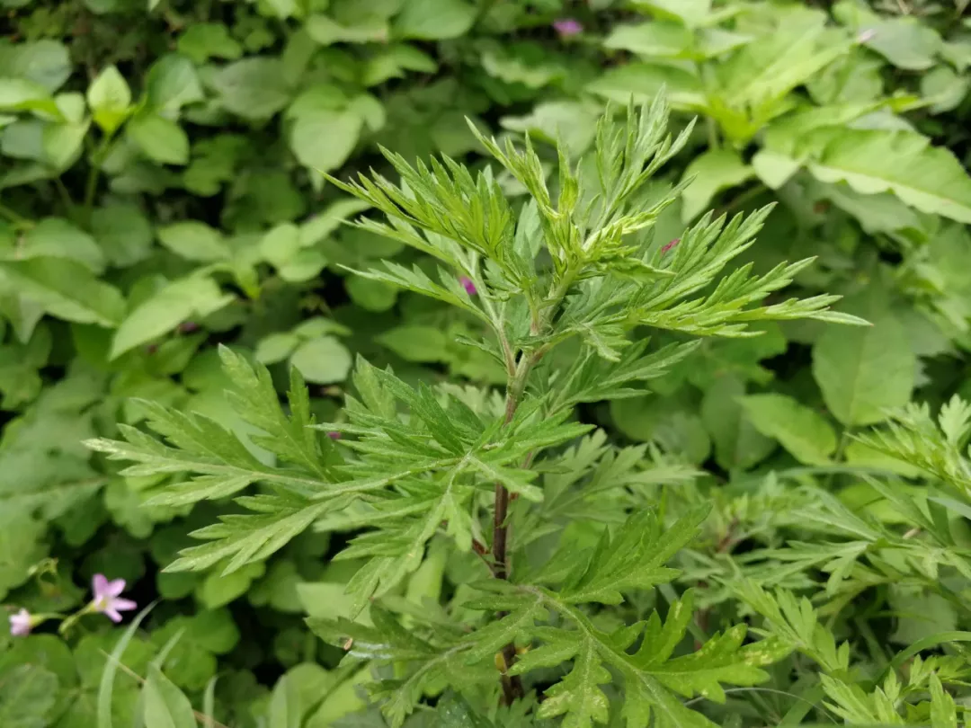 这种草农村很多,挂门上能辟邪,叶子能煮鸡蛋,很多人不