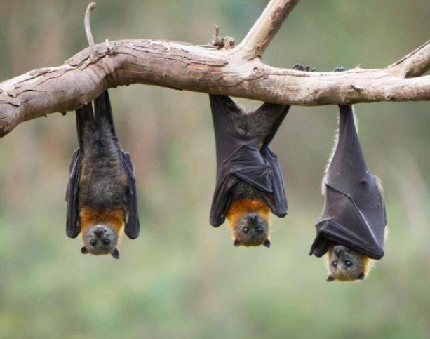 为什么说蝙蝠是上帝最宠爱的物种?...