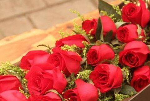 养花就养“精品玫瑰”卡罗拉，红艳似火，寓意炽热的爱情！