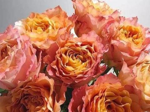 “精品玫瑰”自由精灵，温馨明亮，层叠梦幻，阳台养花必备！